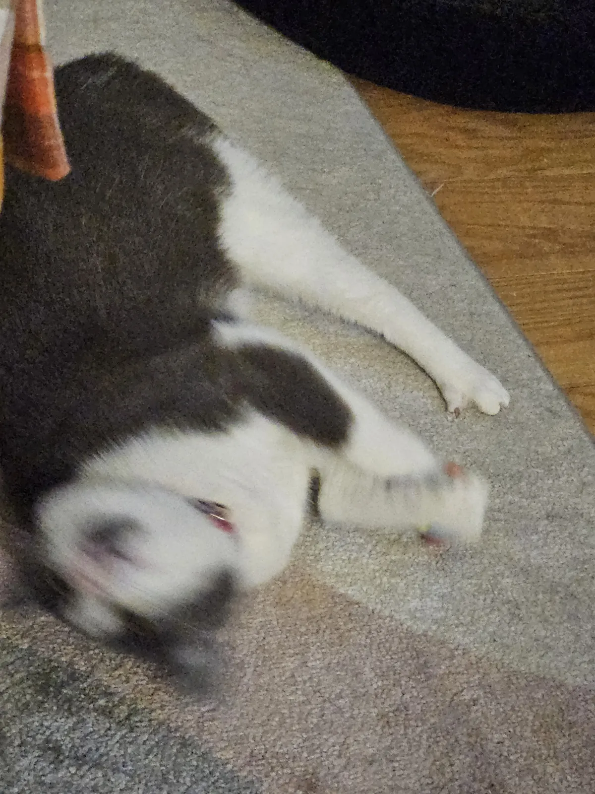 Lucille is my lil crackhead kitten tbh. Cuteness aggression makes me want to strangle her and bite her ears, she's so fluffy and cute... She's beating me to those punches though I tell you what