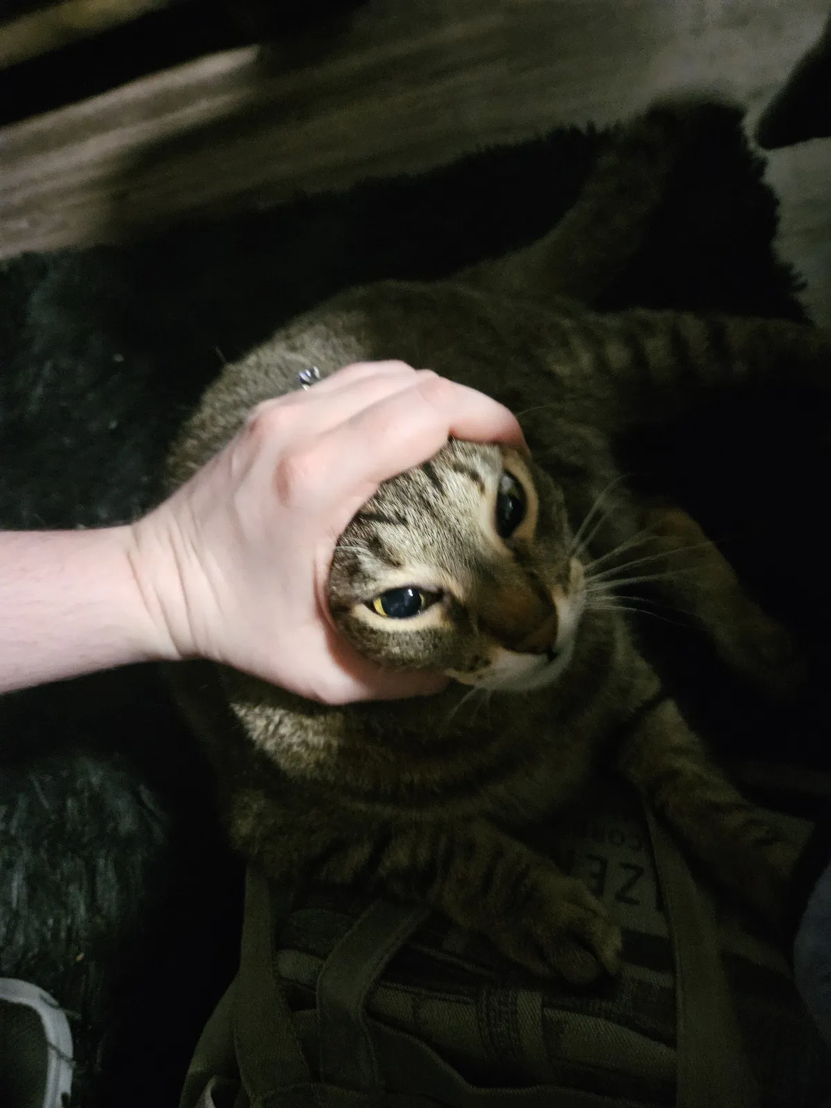 Jorking my friend's cat, Roman. 11/10 cat sitting