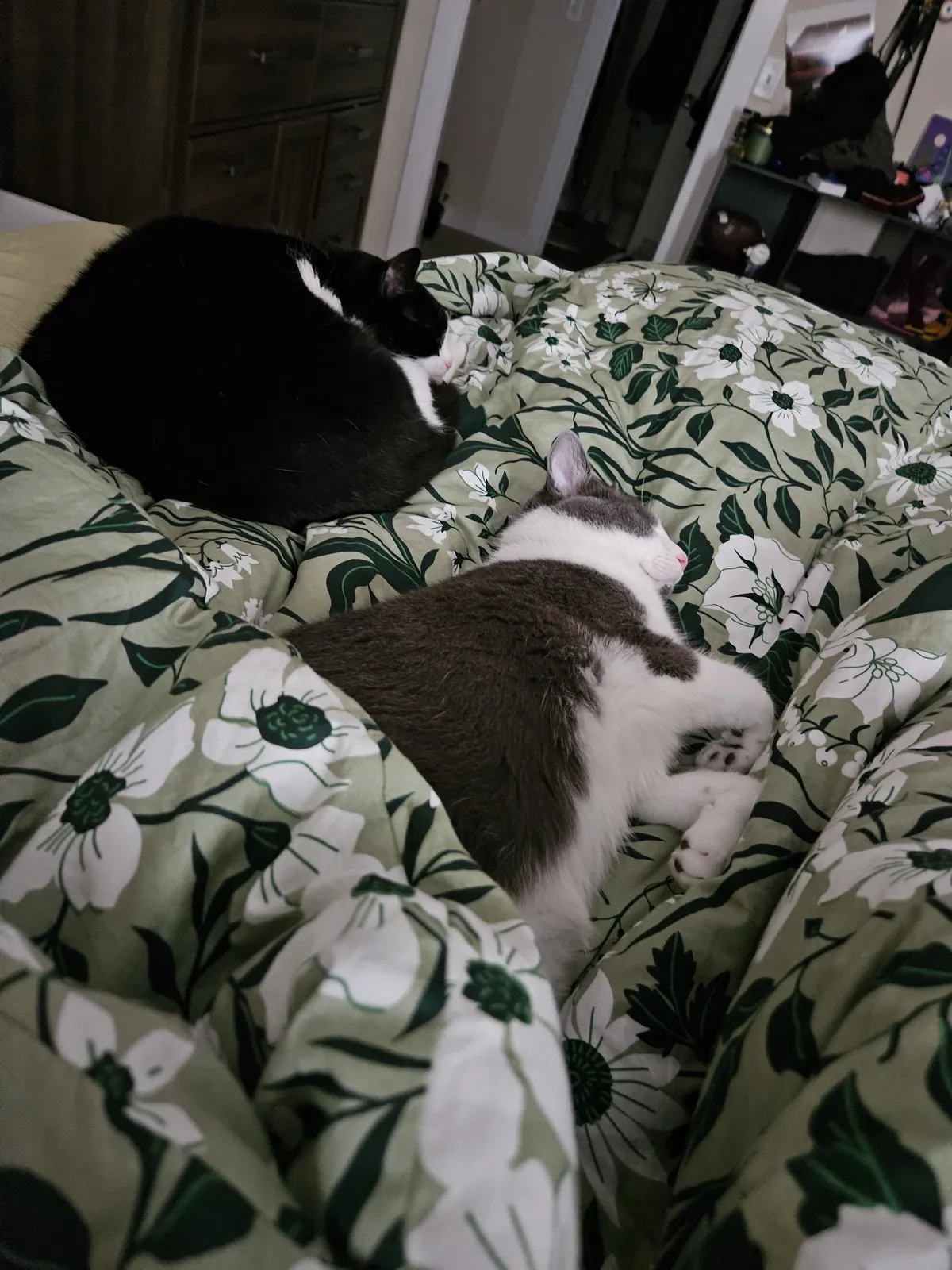 My two tuxedo cats, Meme is the circular cow on the bed, Lucille is... The Grey and White Something or Other. She's shaped so graceful.