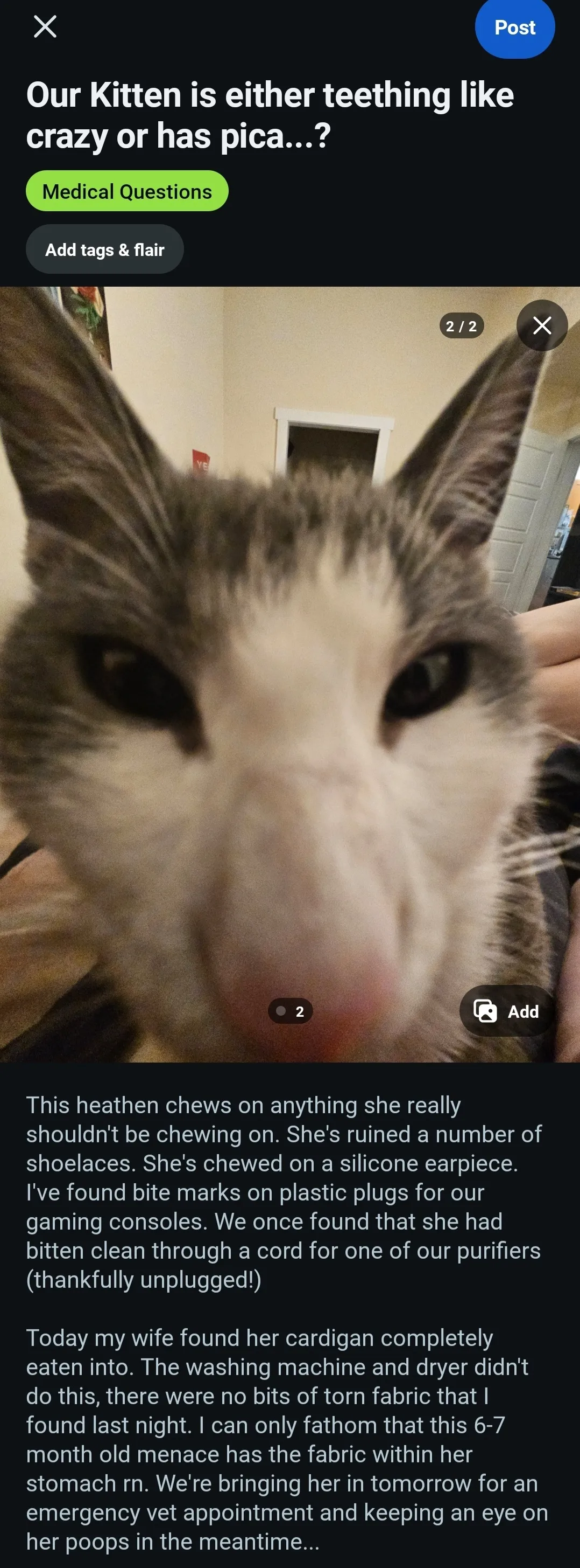 Another screenshot pretaining to my cat, this time of a reddit post. The title reads Our kitten is either teething like crazy or has pica....? The image attached to the post is a close up photo of a grey and white cat. She looks naughty. The body of text reads This heathen chews on anything she really shouldn't be chewing on. She's ruined a number of shoelaces. She's chewed on a silicone earpiece. I've found bitemarks on plastic plugs for our gaming consoles. We once had found that she had bitten clean through a cord for one of our air purifiers, thankfully unplugged! Today my wife found her cardigan completely eaten into. The washing machine and dryer didn't do this, there were no bits of torn fabric that I found last night. I can only fathom that this 6-7 month old menace has the fabric within her stomach rn. We're bringing her in tomorrow for an emergency vet appointment and keeping an eye on her poops in the meantime.