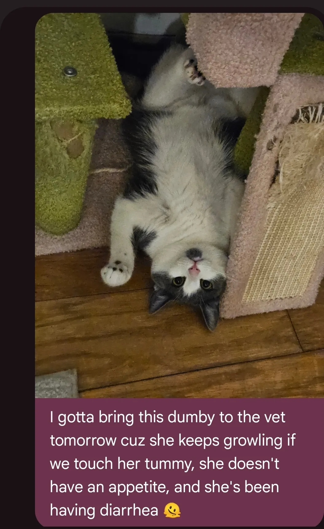 A screenshot of my cat Lucille with the accompanying text that says I gotta bring this dumby to the vet tomorrow cuz she keeps growling if we touch her tummy, she doesn't have an appetite, and she's been having diarrhea.