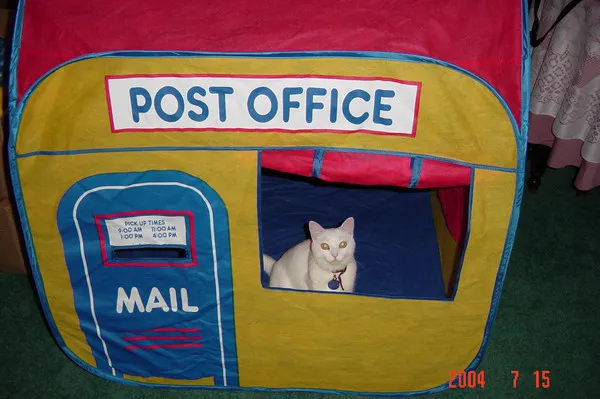 A cat residing inside a children's play-post office. This represents me metaphorically