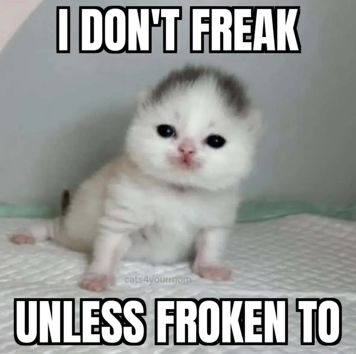 Image of a smug looking kitten. There's bold text that reads I DON'T FREAK UNLESS FROKEN TO