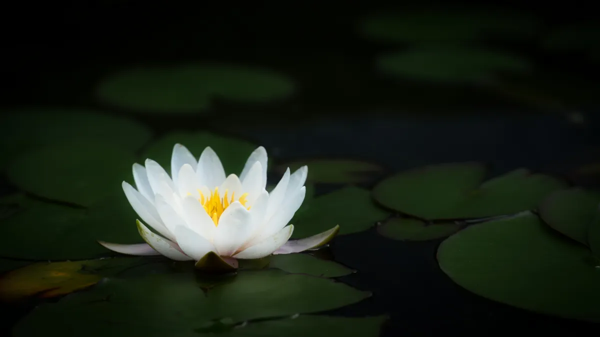 rainhard-wiesinger-e5soh00X8xI-unsplash