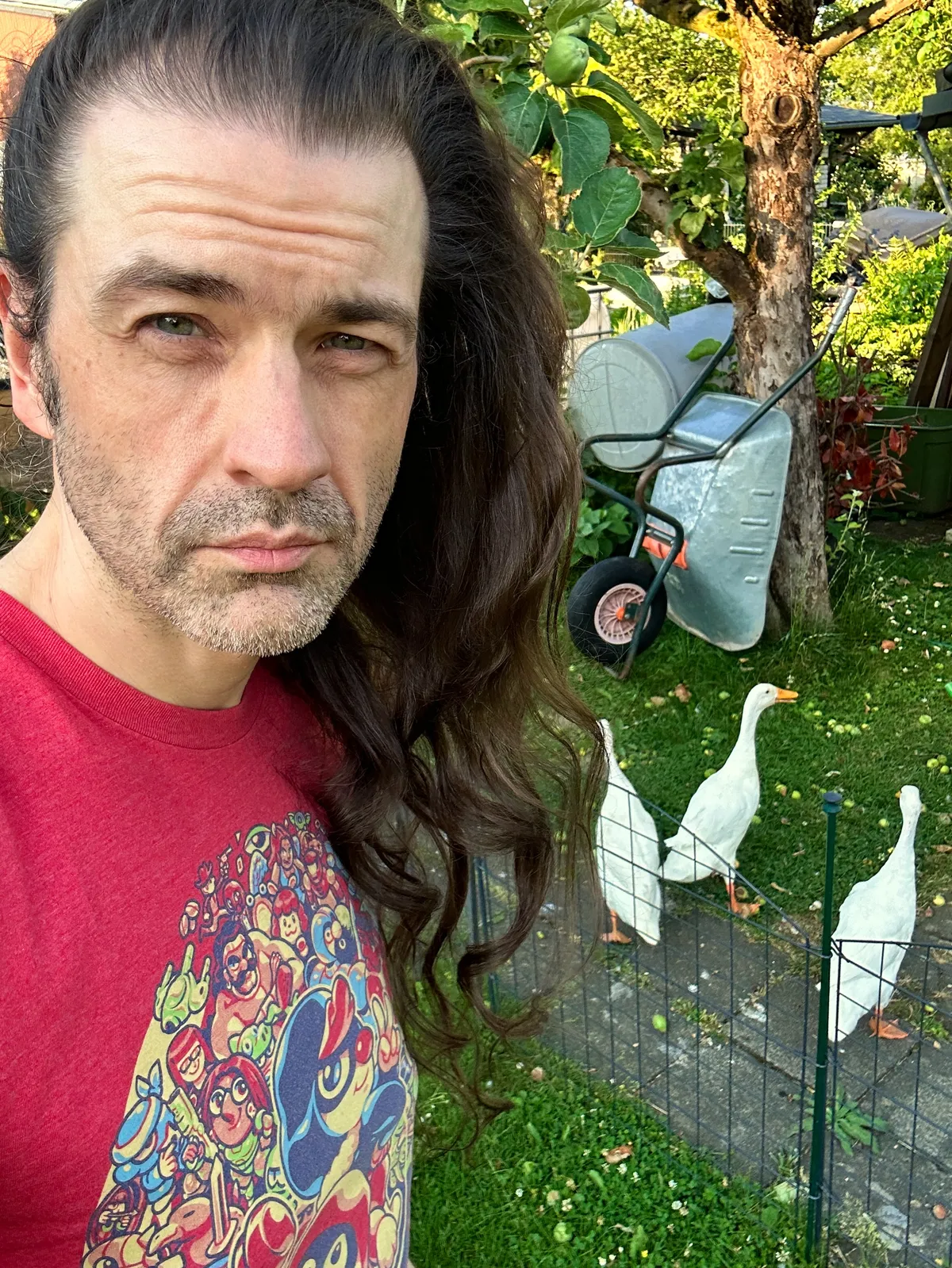 Some middle aged white dude with hair that has been growing for 1985 days, with 3 white Indian Runner Ducks in the background