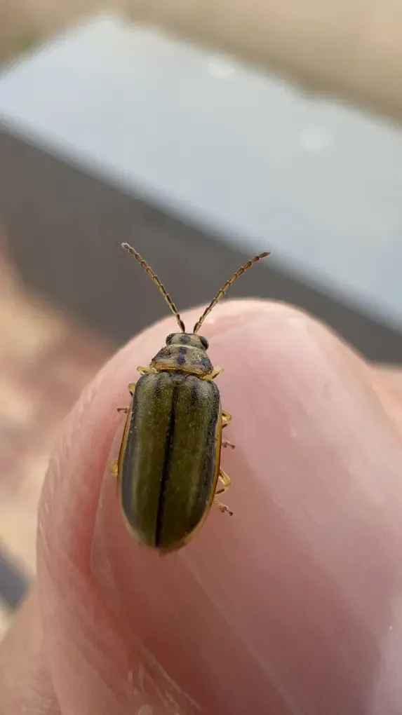 Escarabajo verde de pequeño tamaño, apoyado sobre una uña de un dedo de mi mano