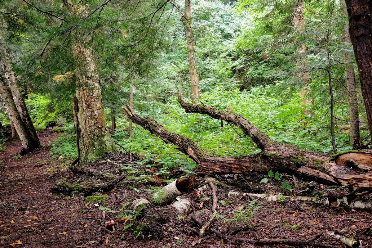 Forest Trail