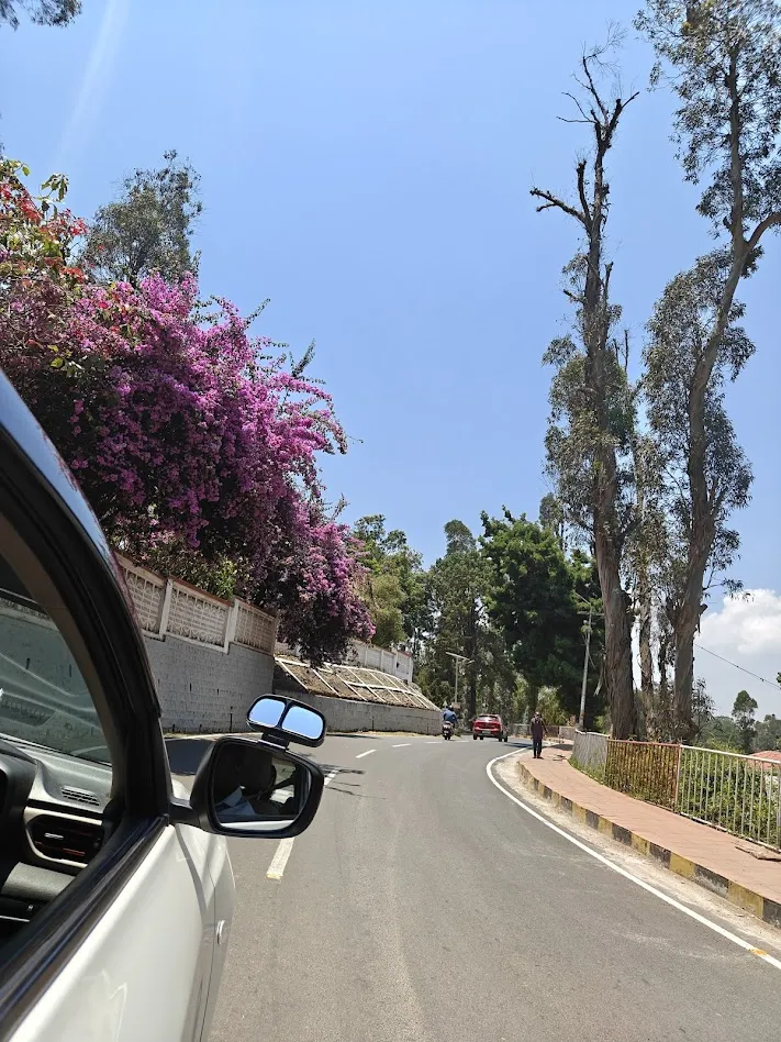 Bougainvillea flowers