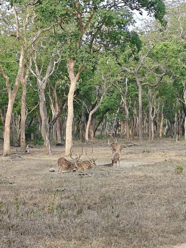 Spotted Deers