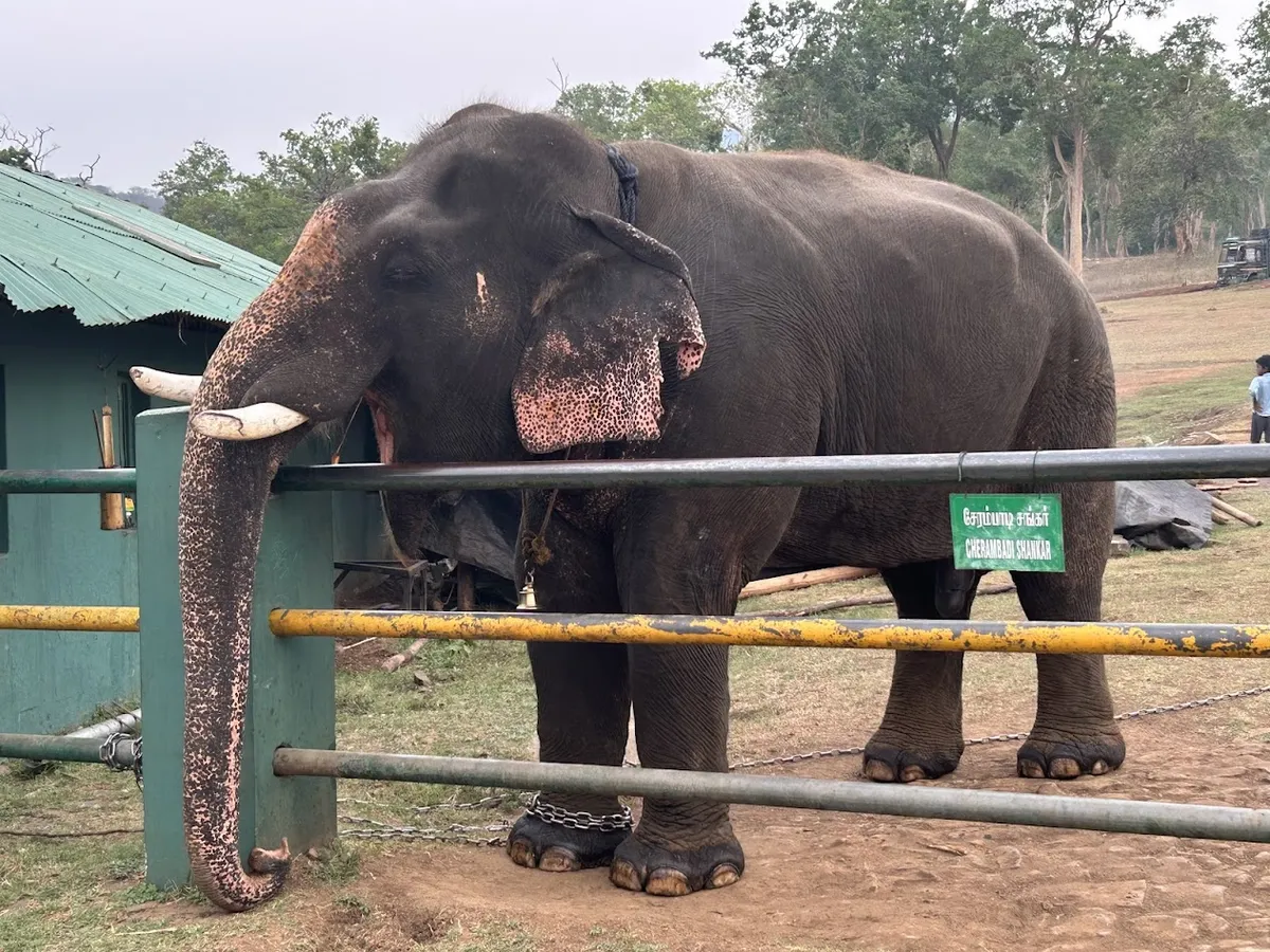 Elephant Camp, adjoining MTR