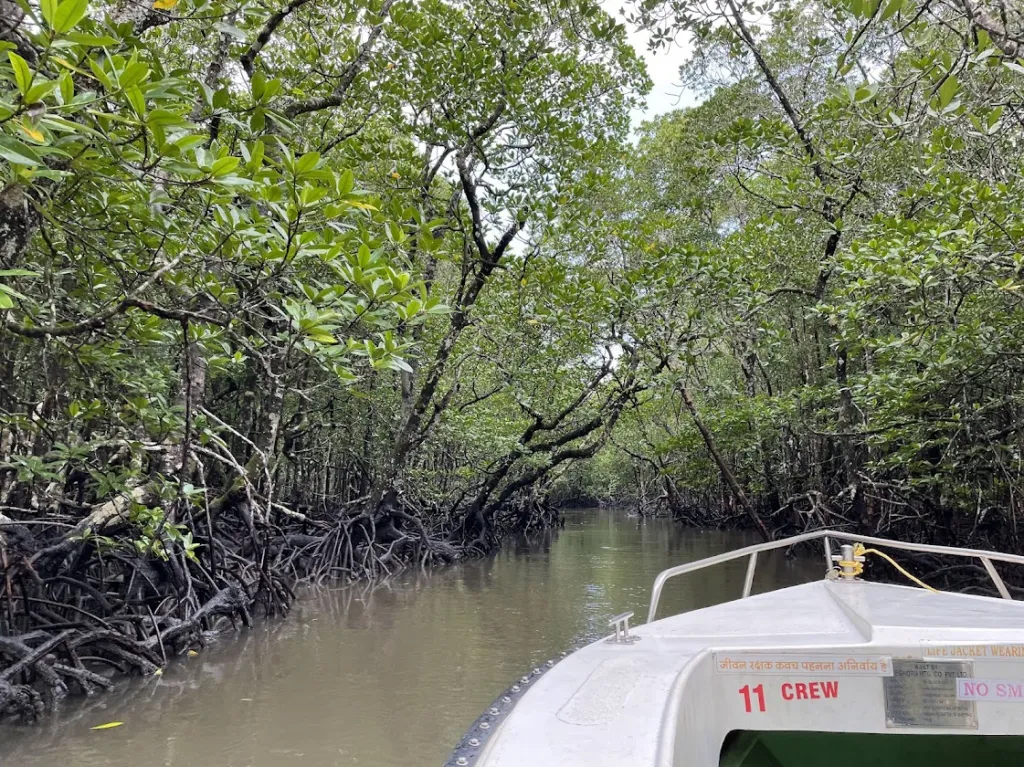 Through the mangrove forests
