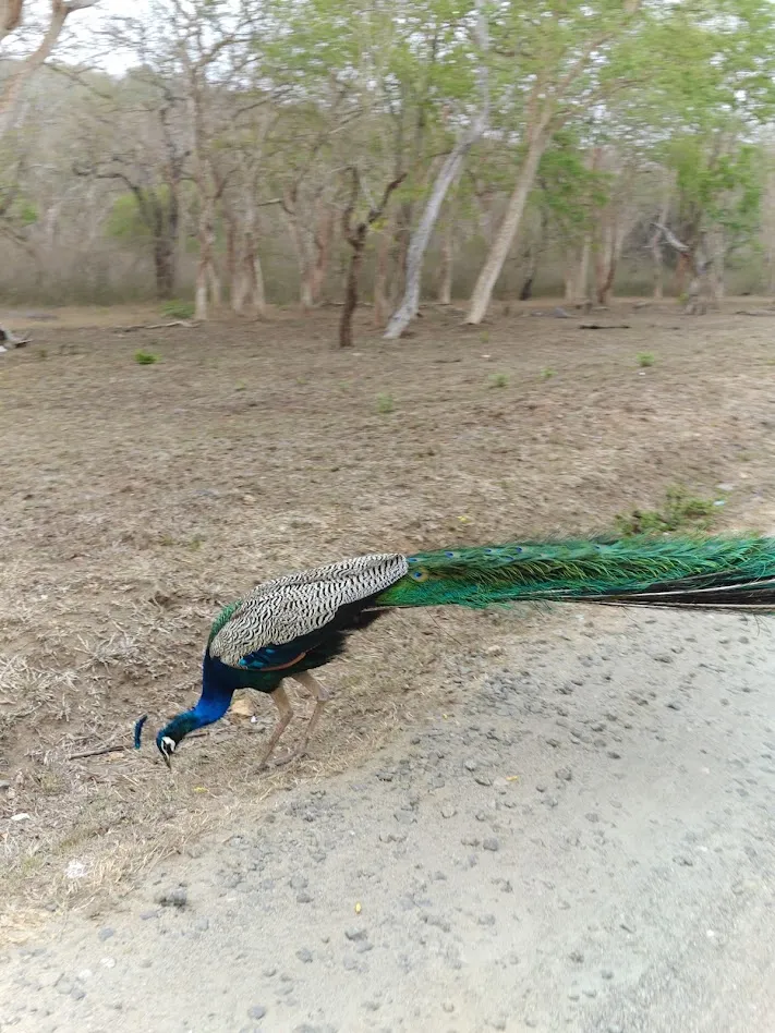 Indian Peacock