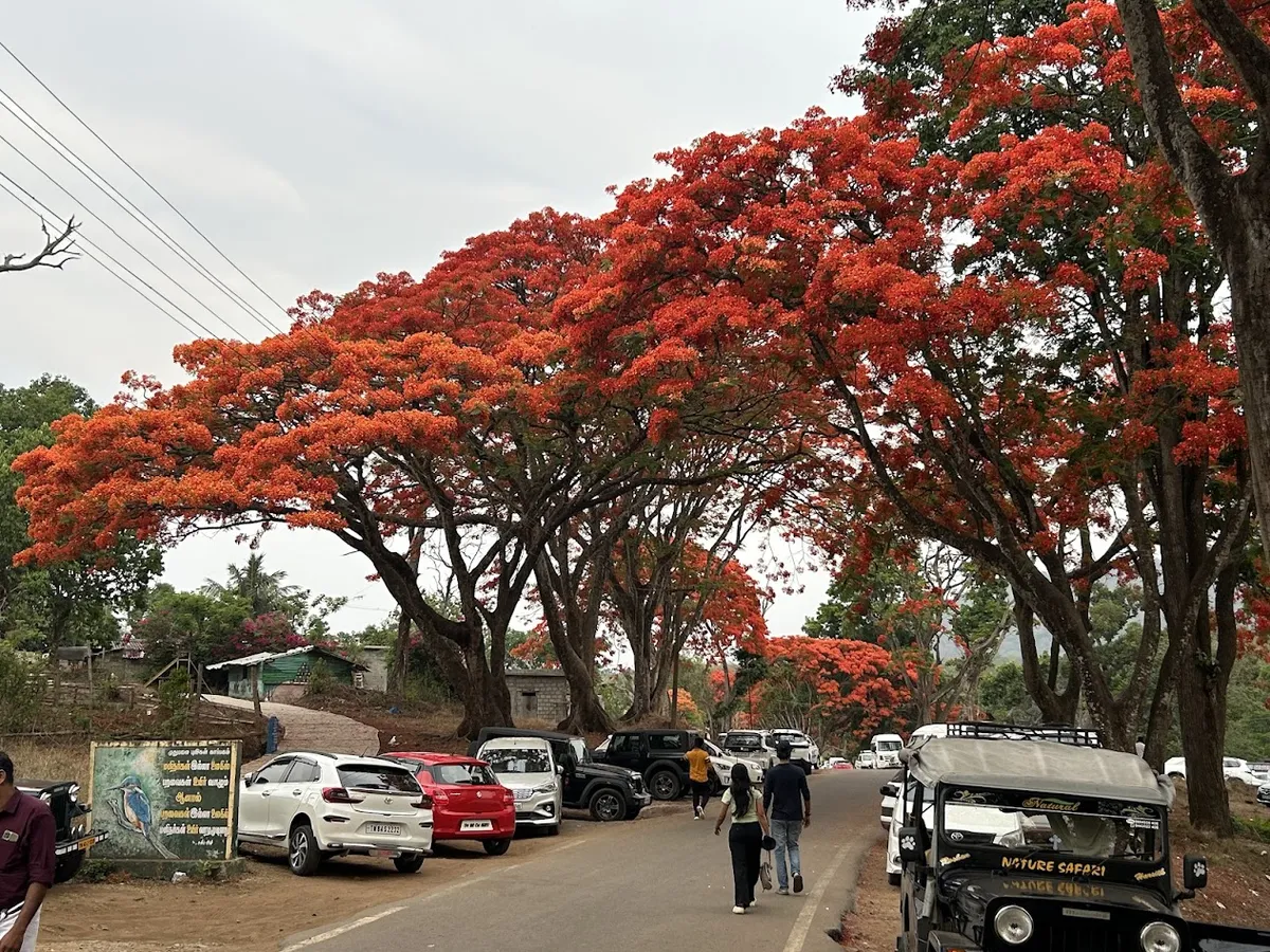 Beautiful Bloom