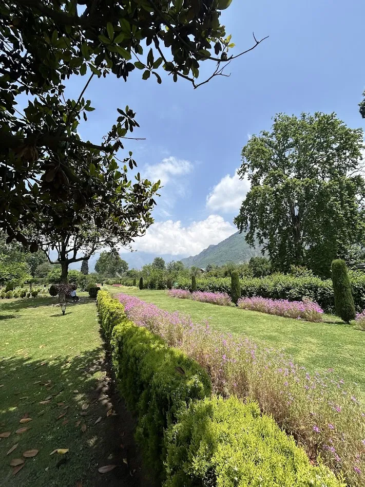 The back yard