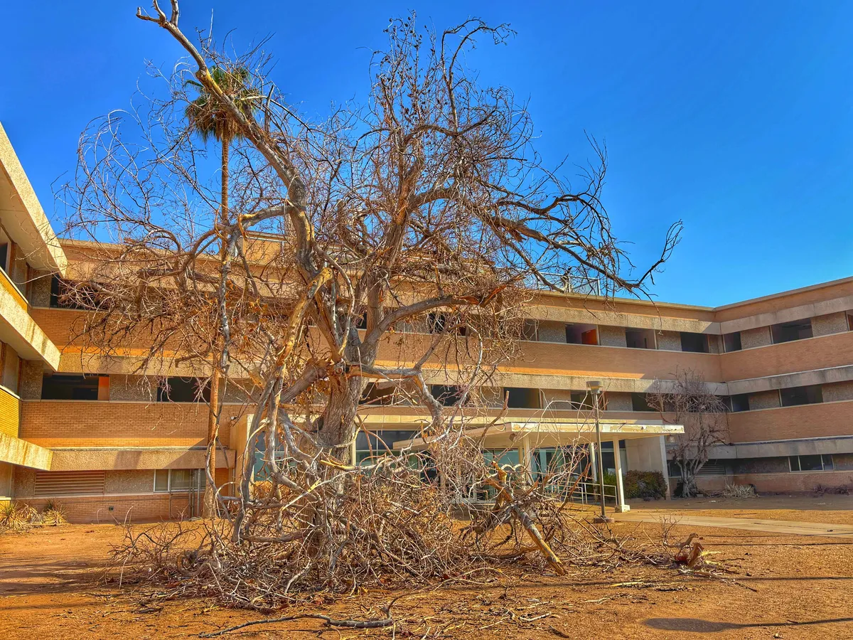 Childrens hospital dead tree