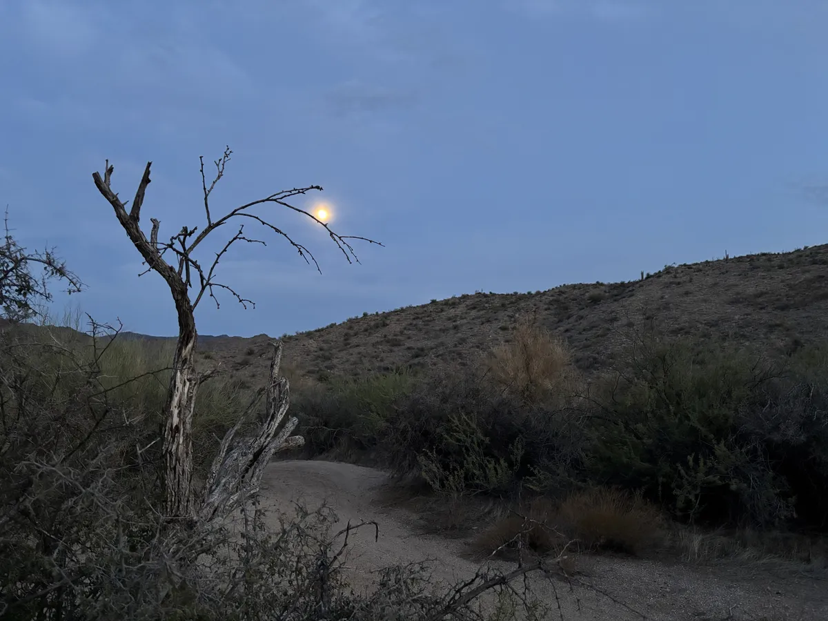 Beautiful Sonora Desert