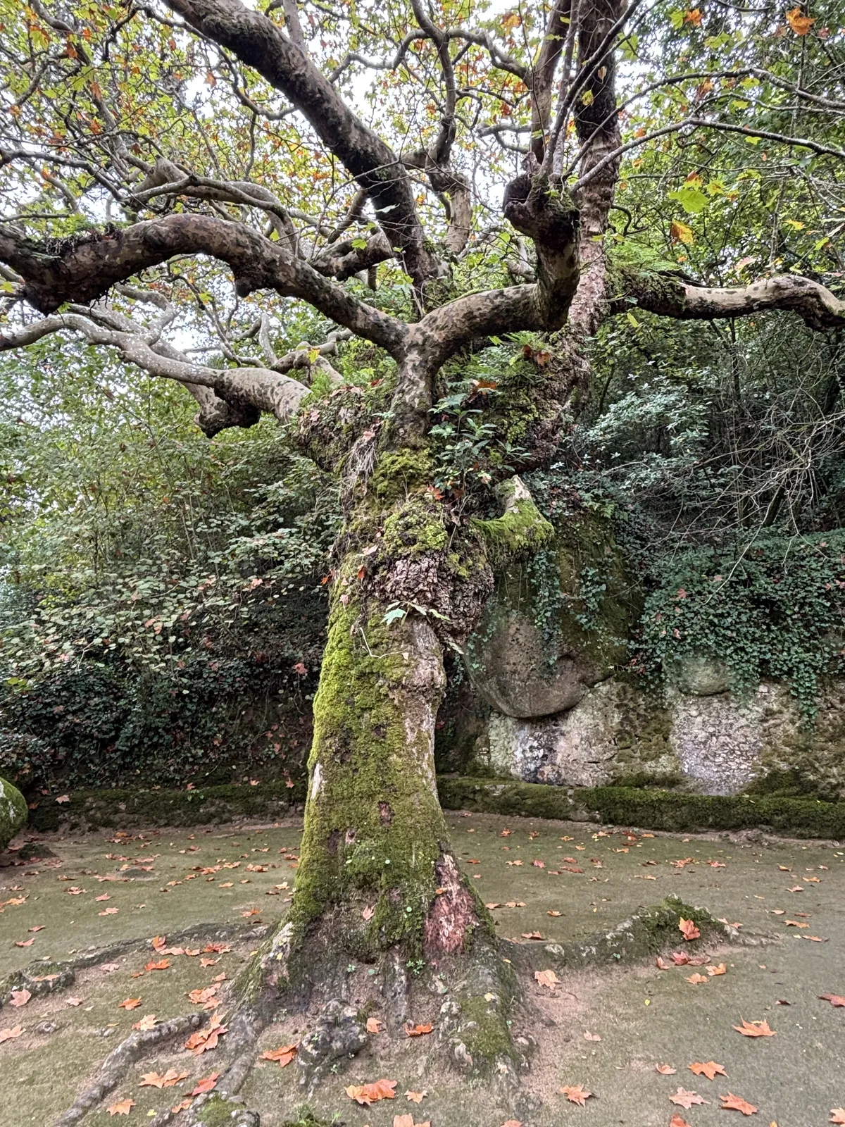 A Giant Tree in a Courtyard