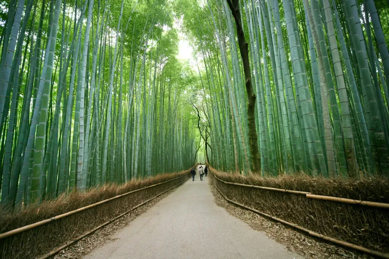 arashiyama1