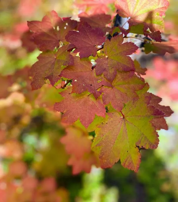 leaves