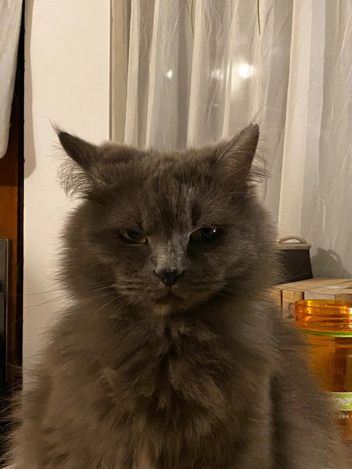A gray cat with long fur.
