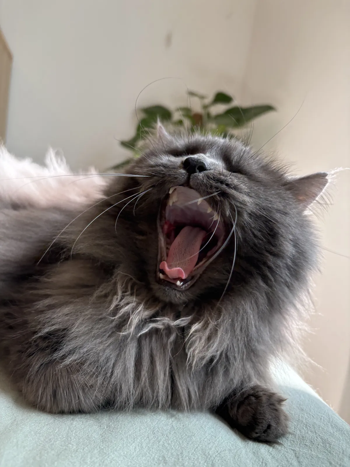 A gray cat with long fur.