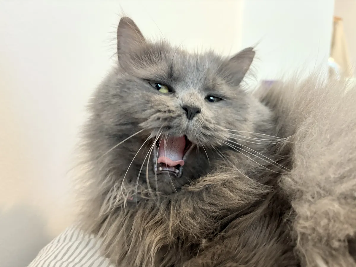 A gray cat with long fur.