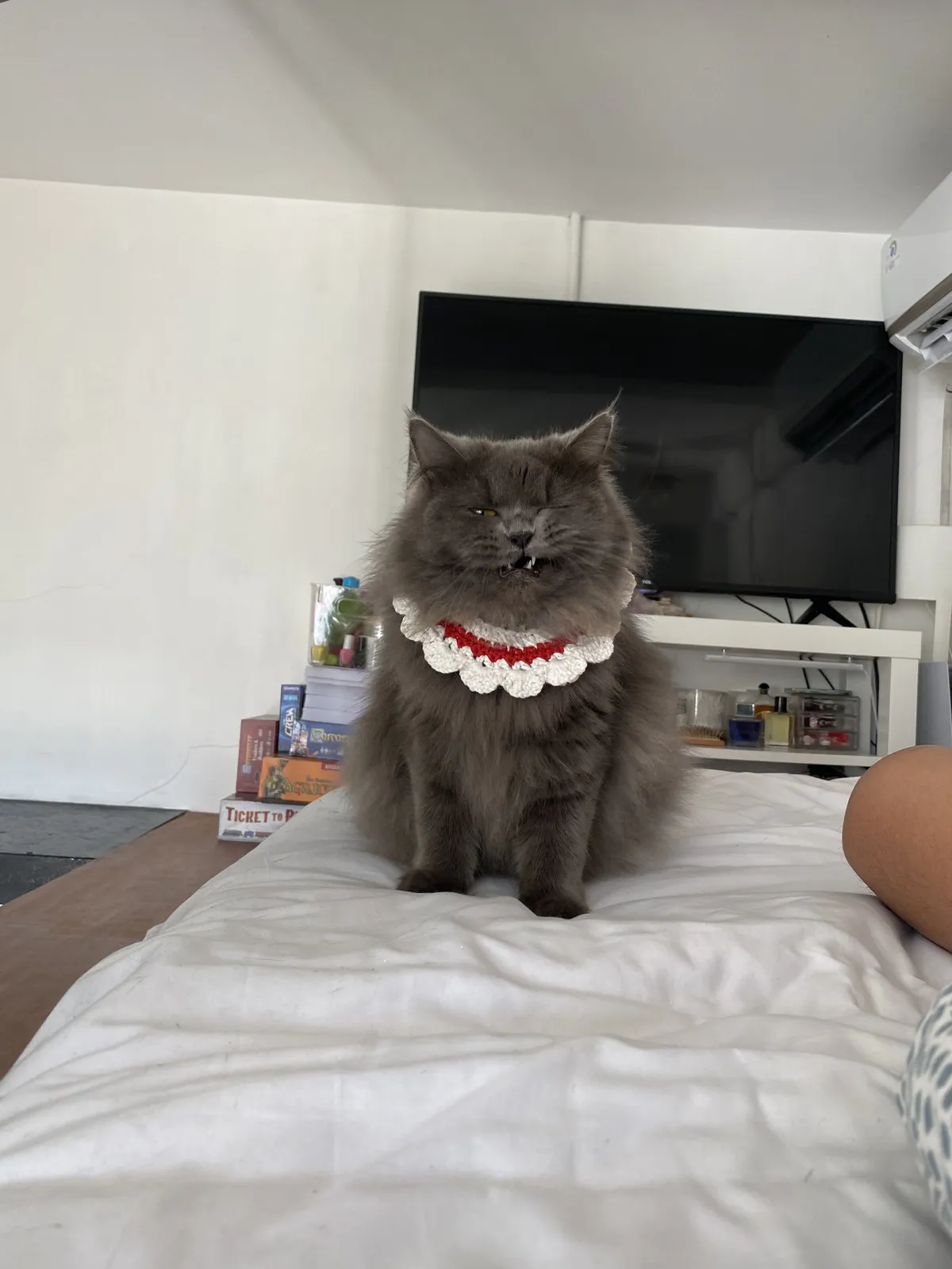 A gray cat with long fur.