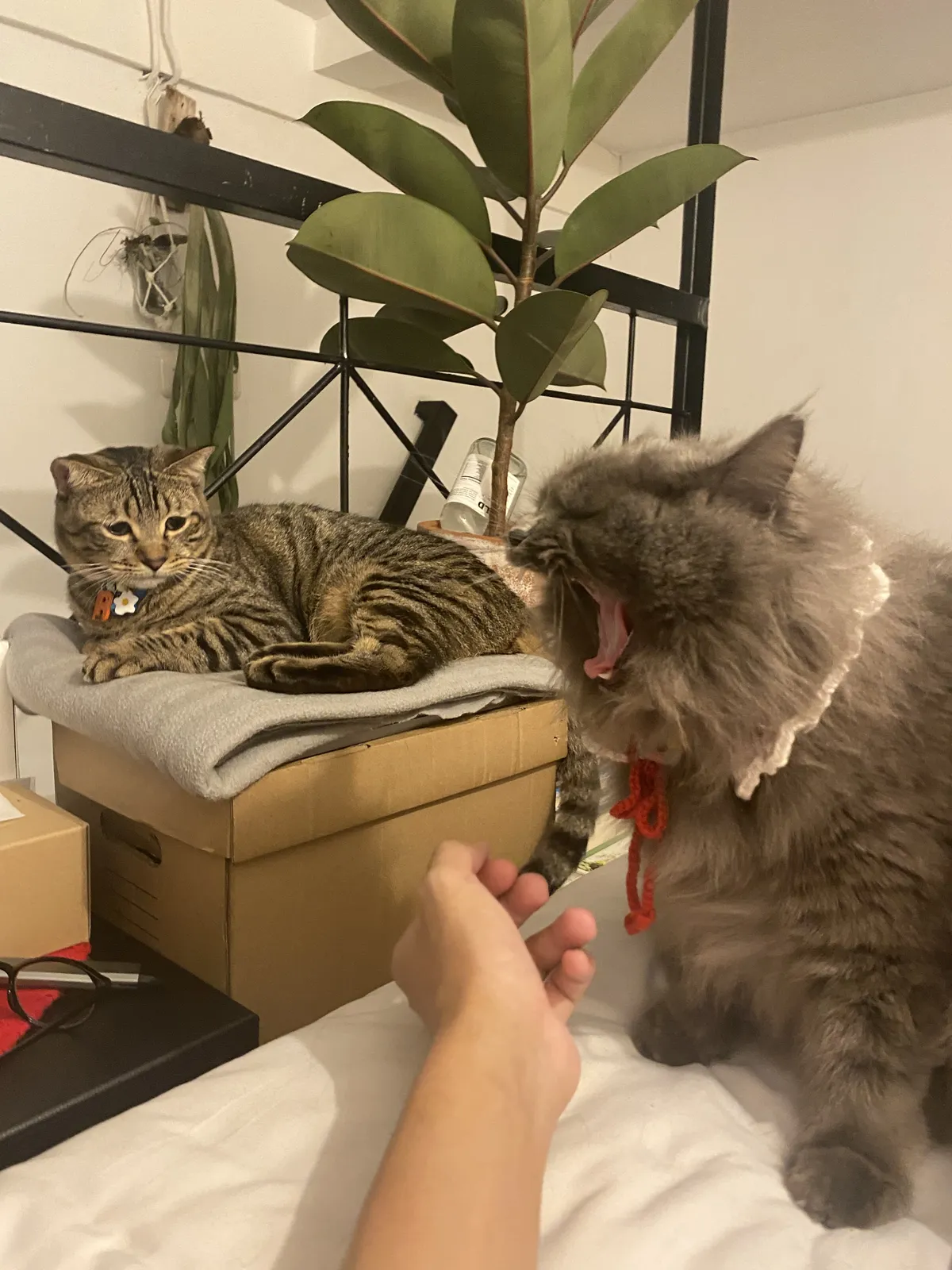A gray cat with long fur.