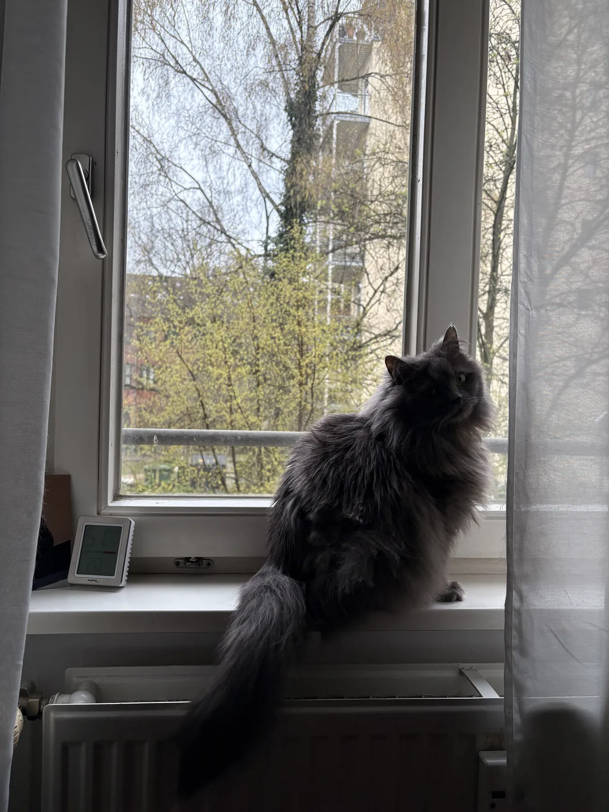 A gray cat with long fur.
