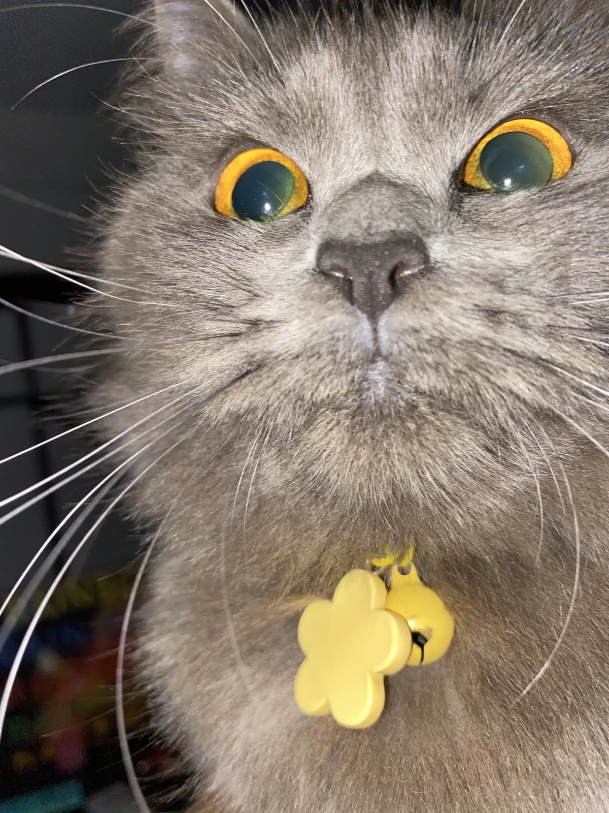 A gray cat with long fur.