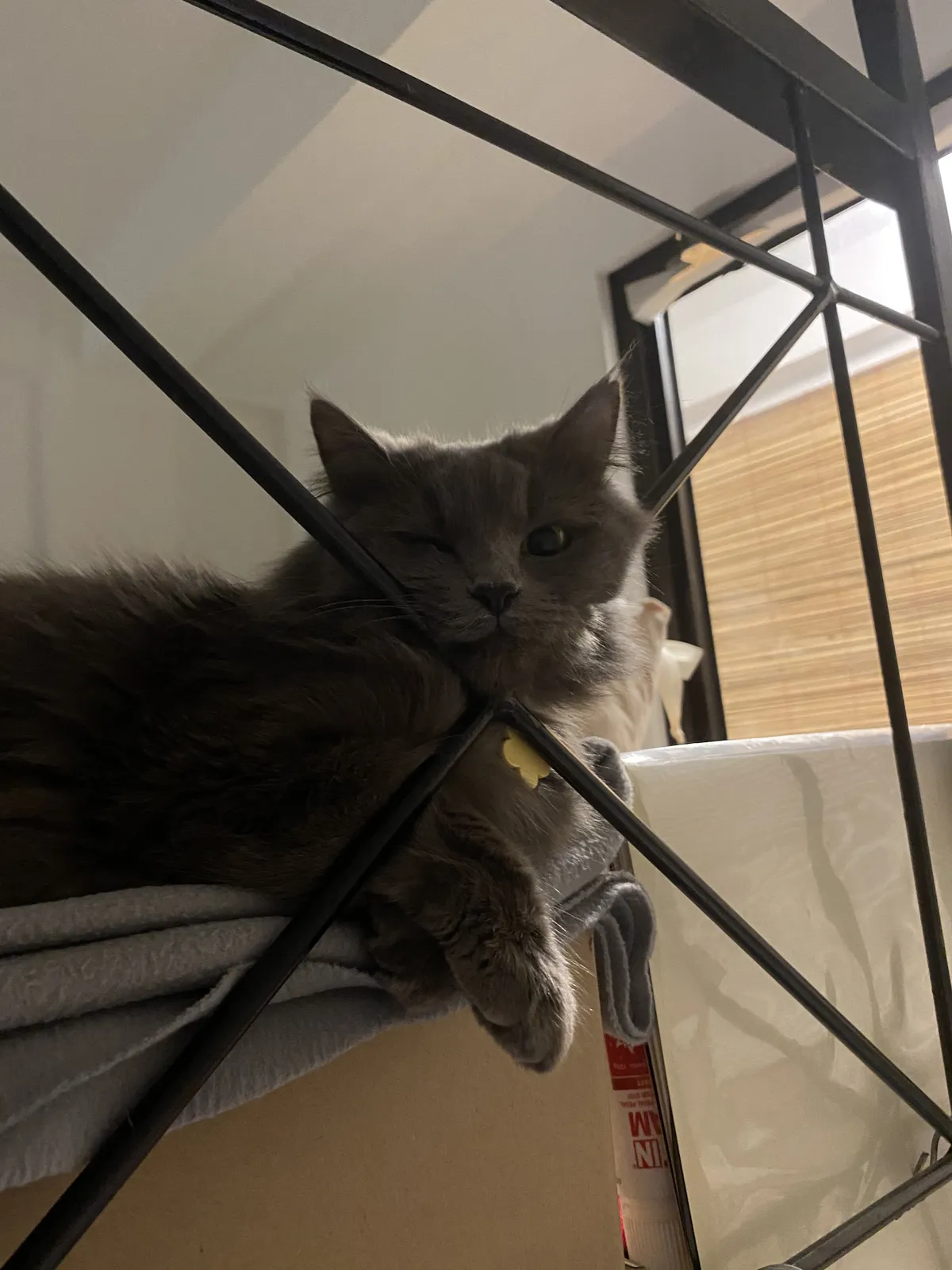 A gray cat with long fur.