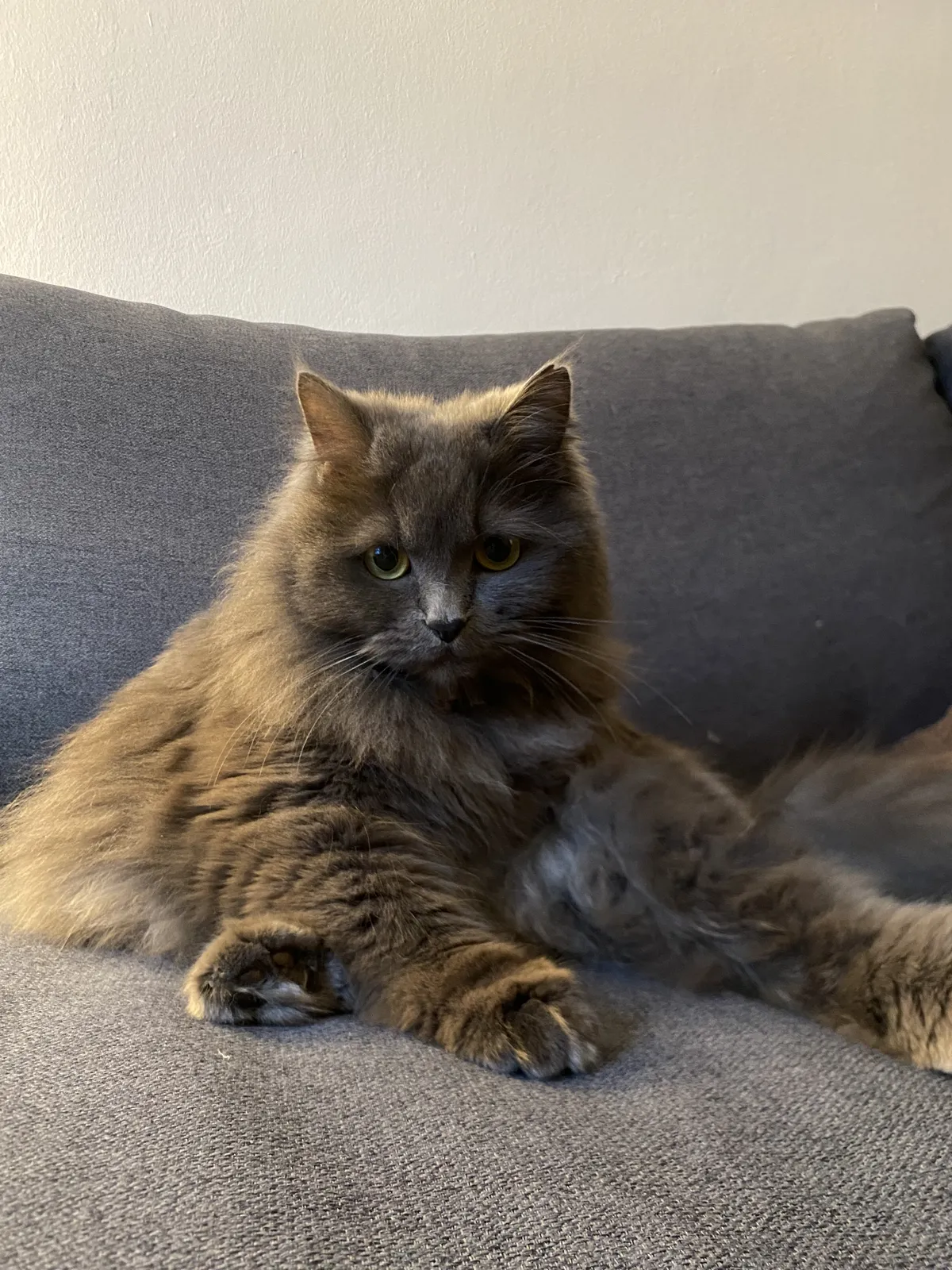 A gray cat with long fur.
