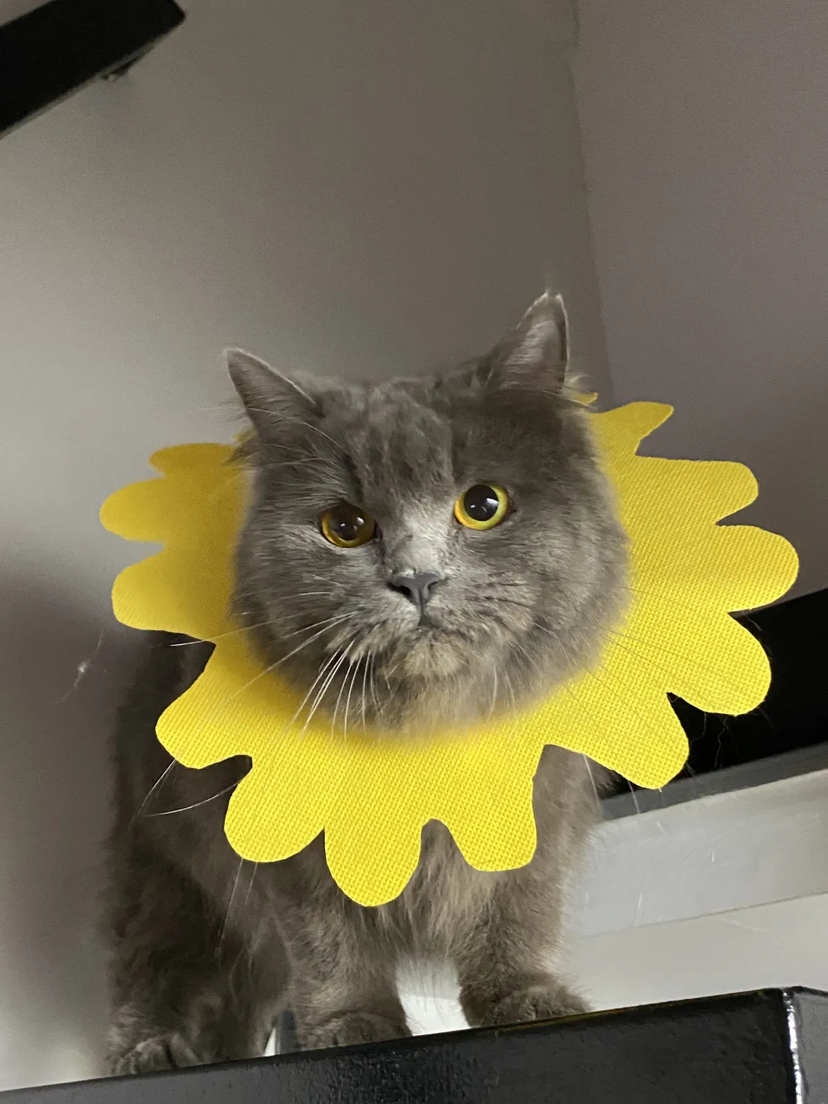 A gray cat with long fur.