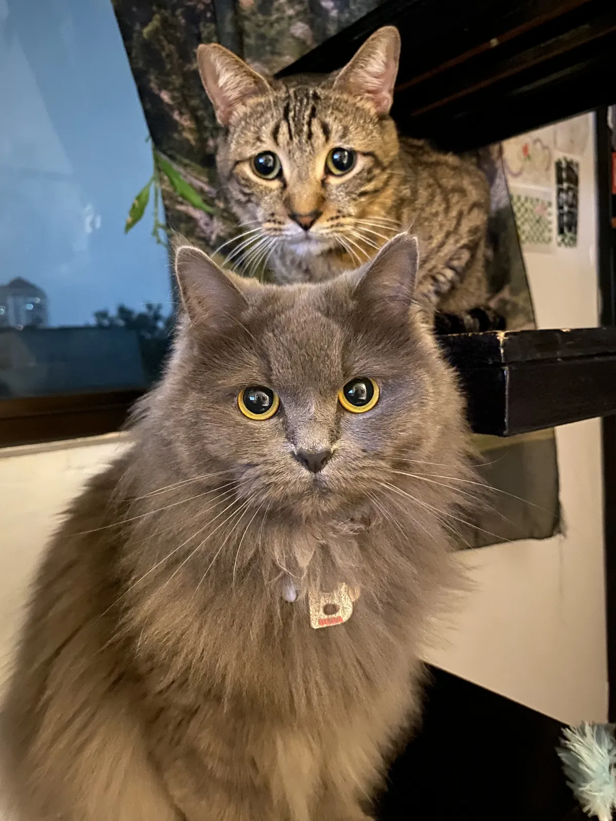 A gray cat with long fur.