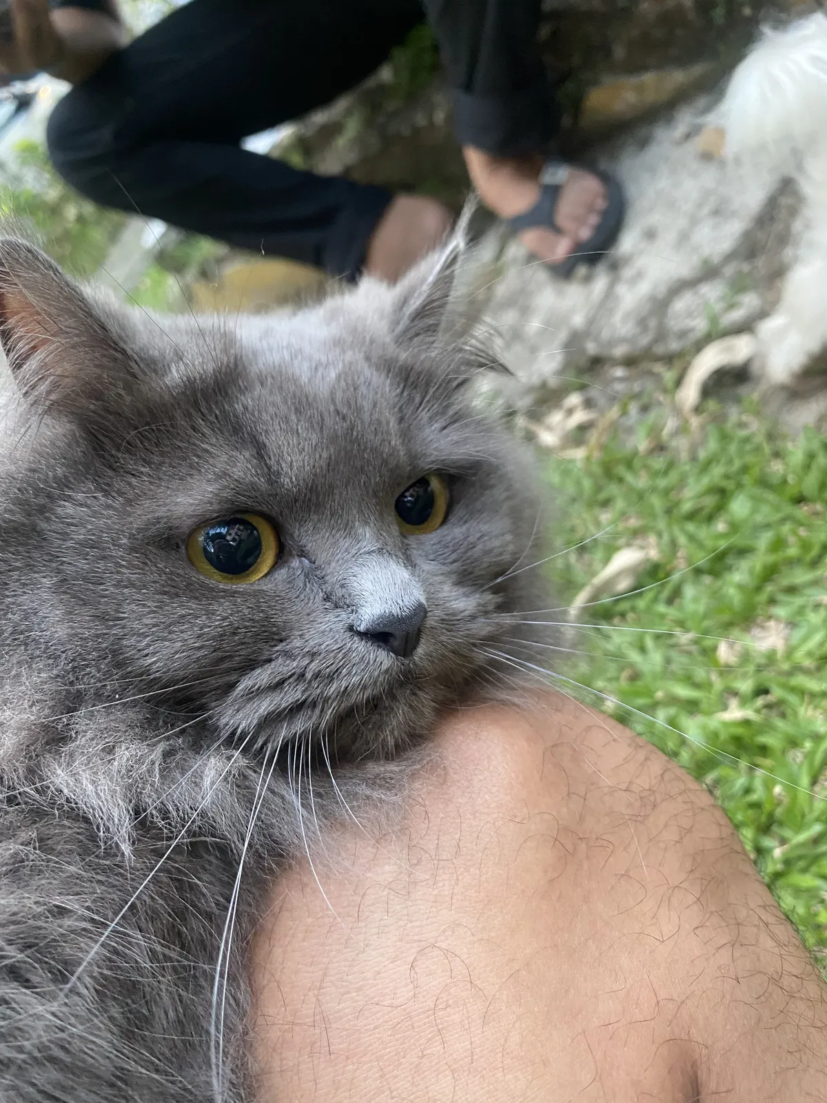 A gray cat with long fur.