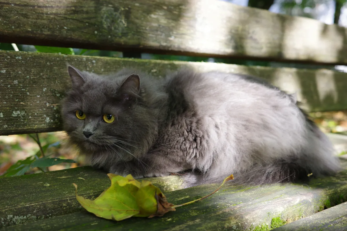 A gray cat with long fur.