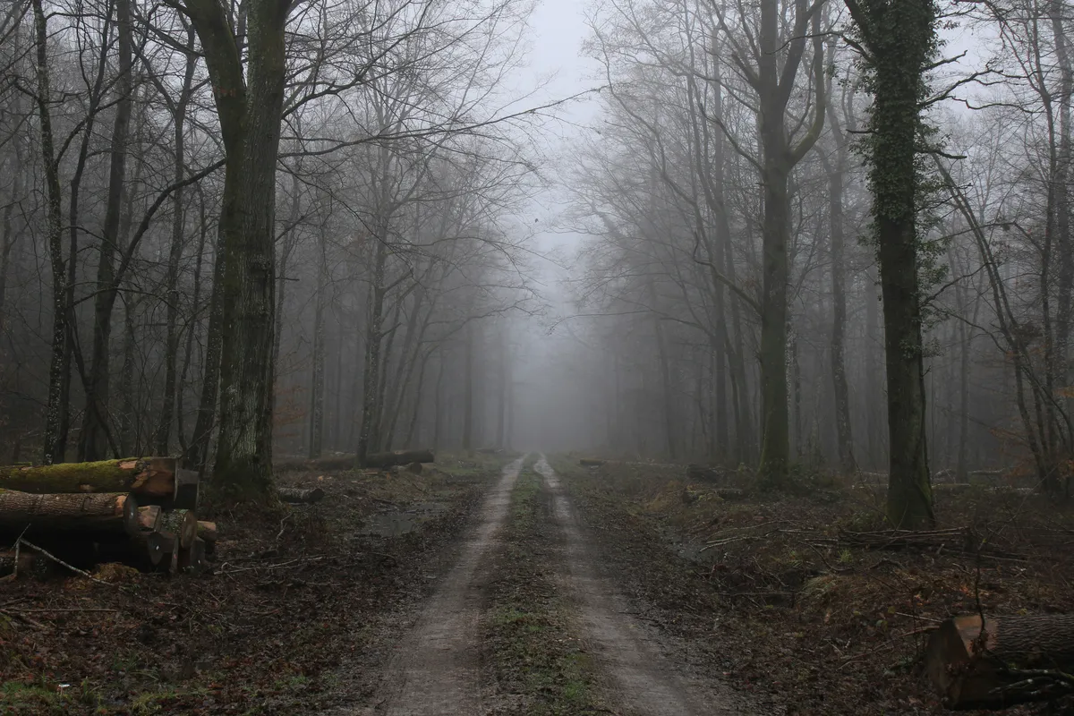 foggy forest dark