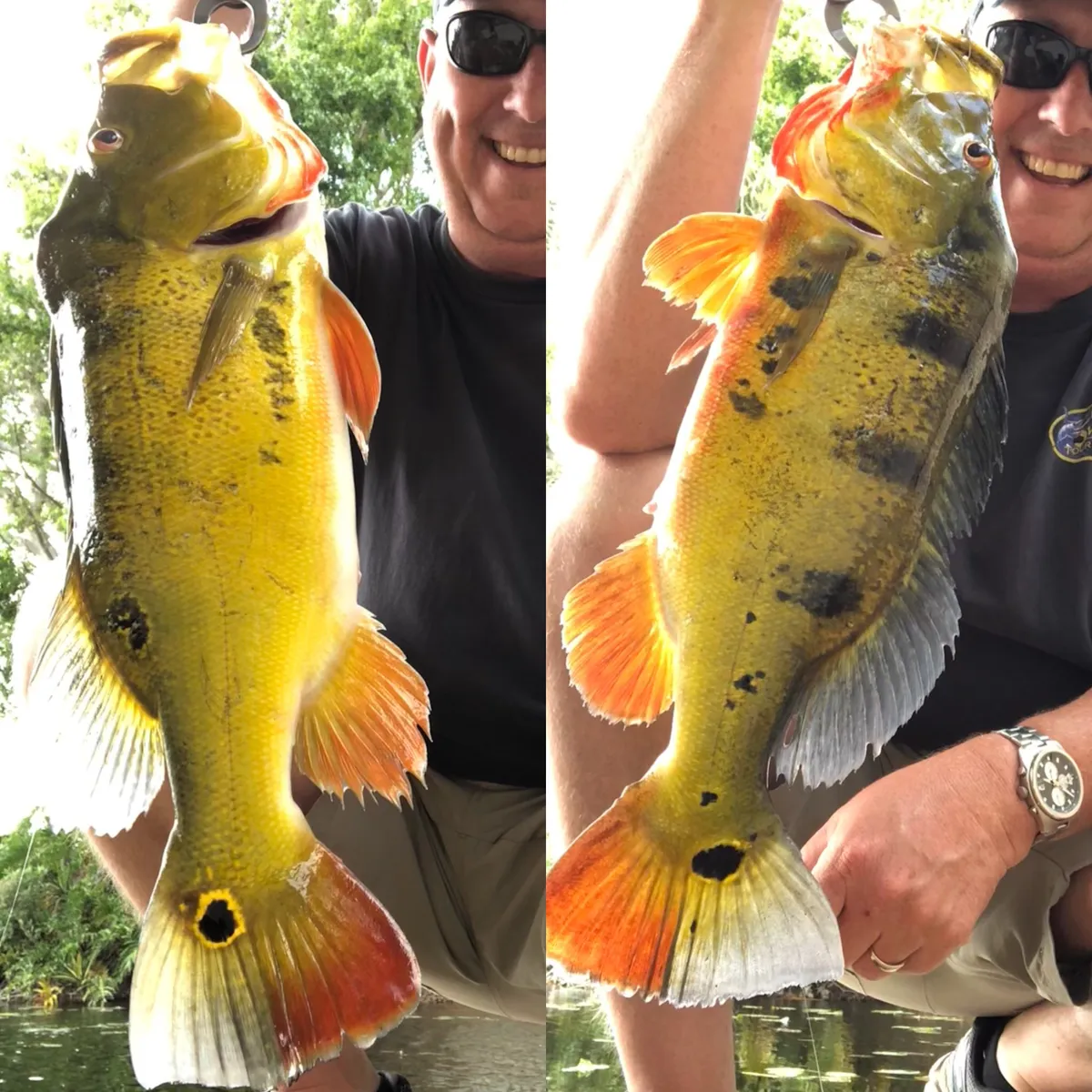 Image of Two Peacock Bass in Florida
