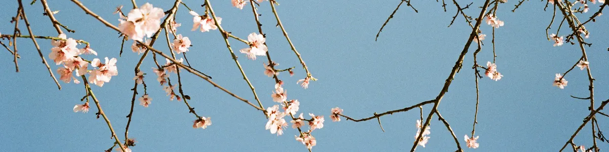 Blossom