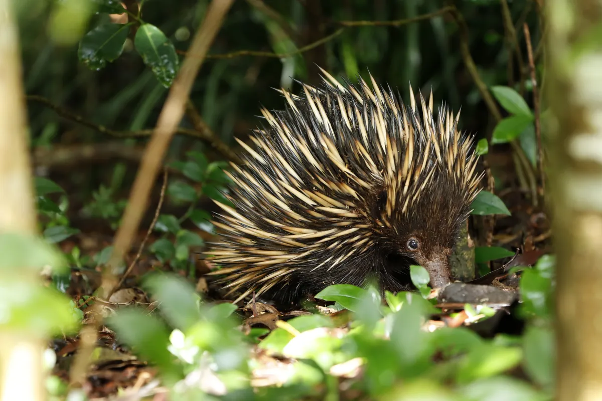 echidna-web