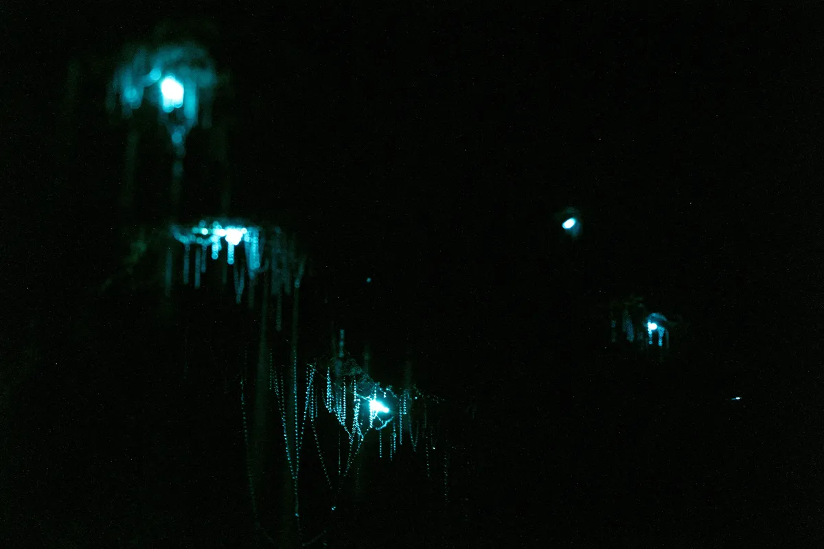 glowworms-6-web