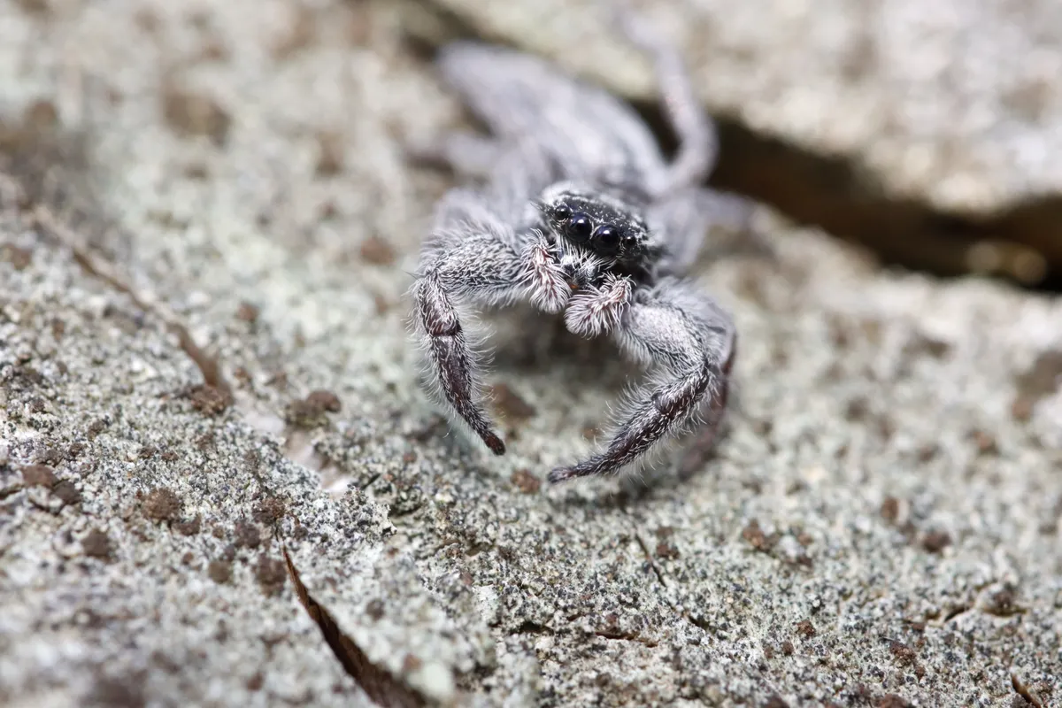Holoplatys apressus jumping spider