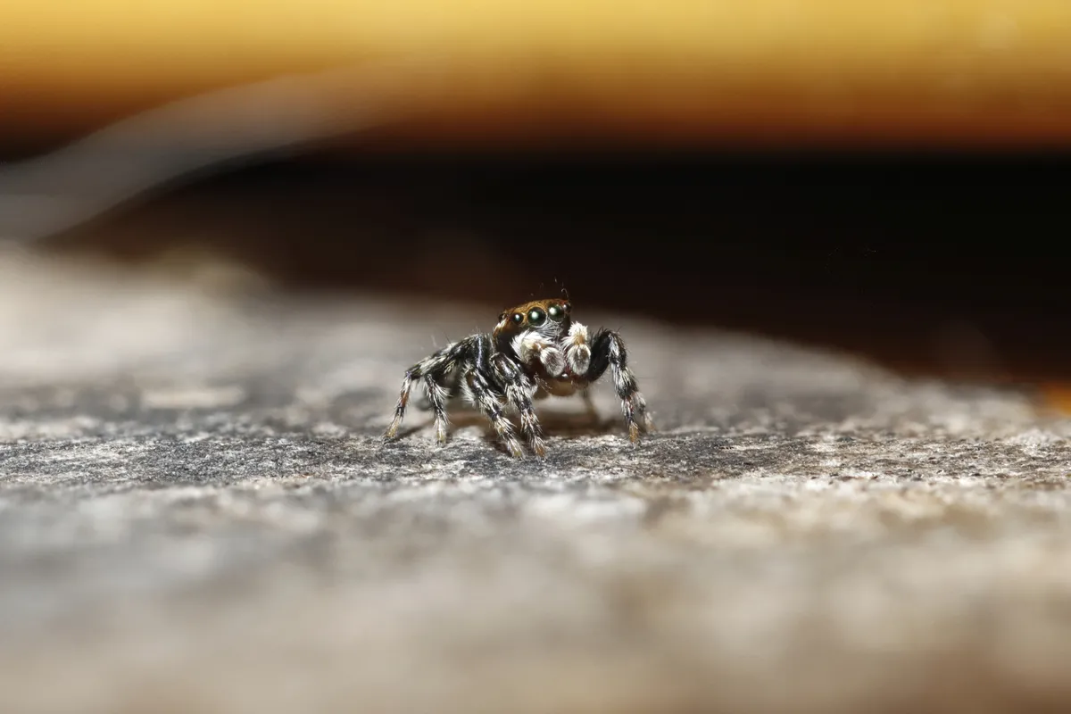 House Jumper NZ small