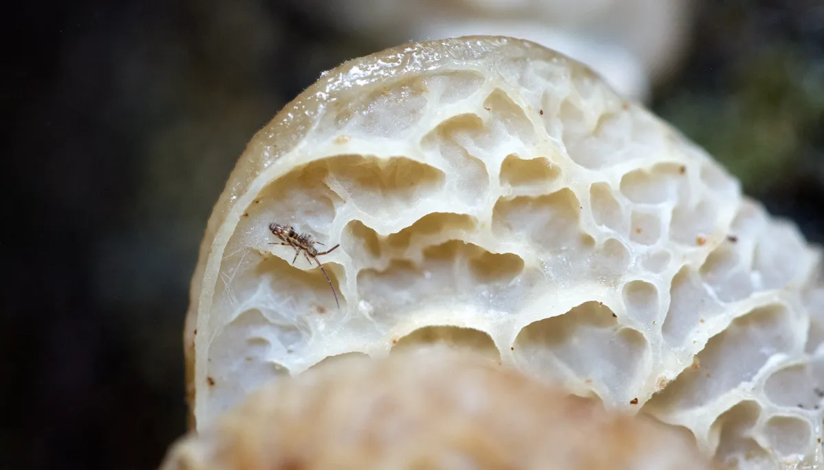 insect-underside-fungus-web