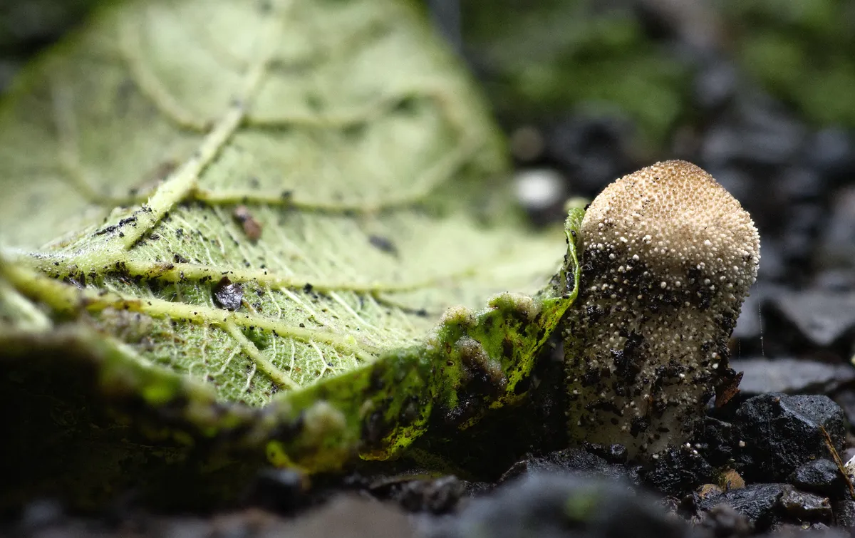 mushroom-leaf-stacked-web