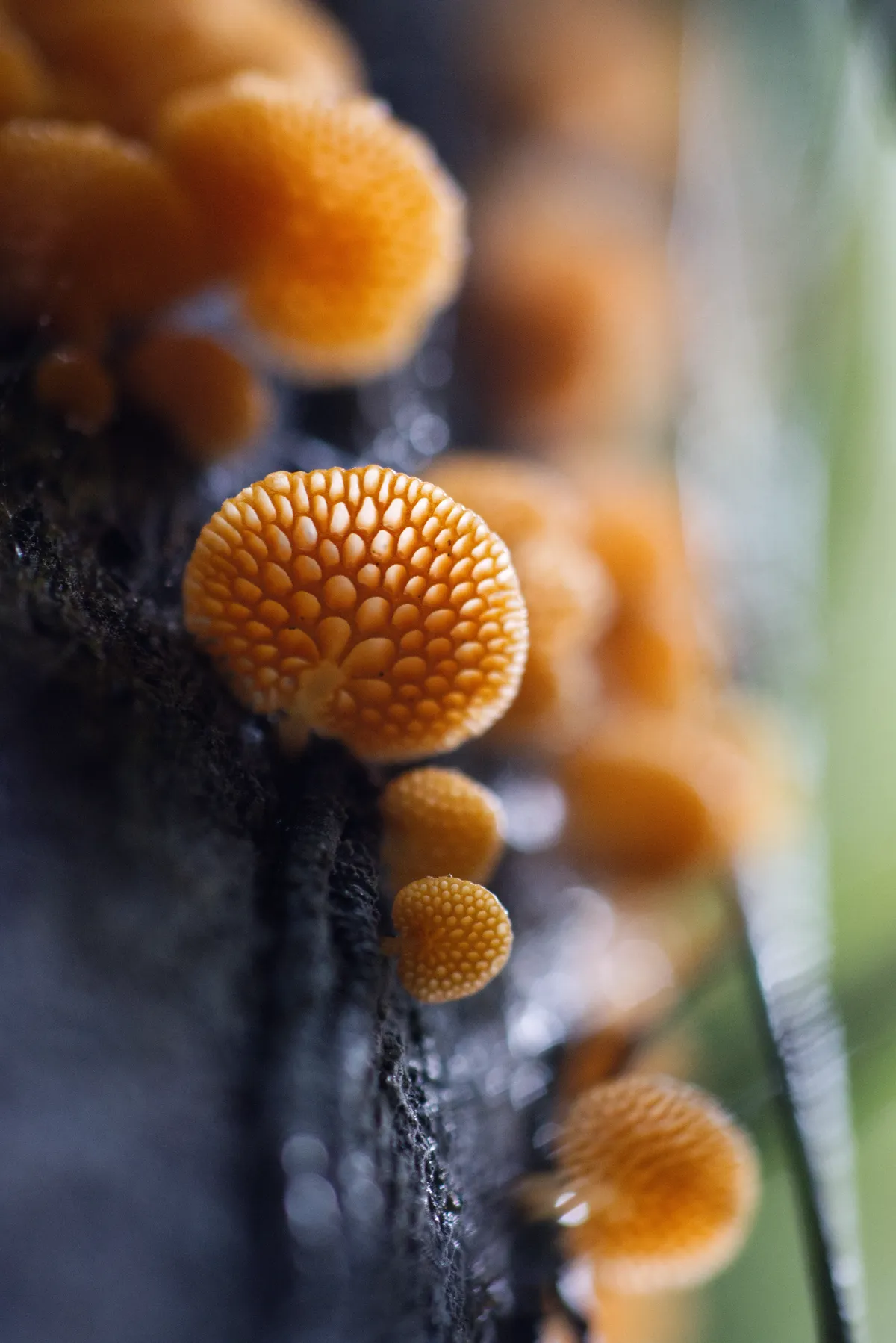 mushroom-underside-texture