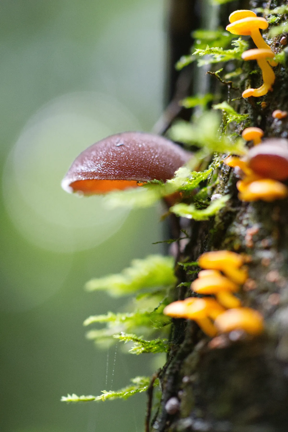 mushrooms-trunk-side-profile