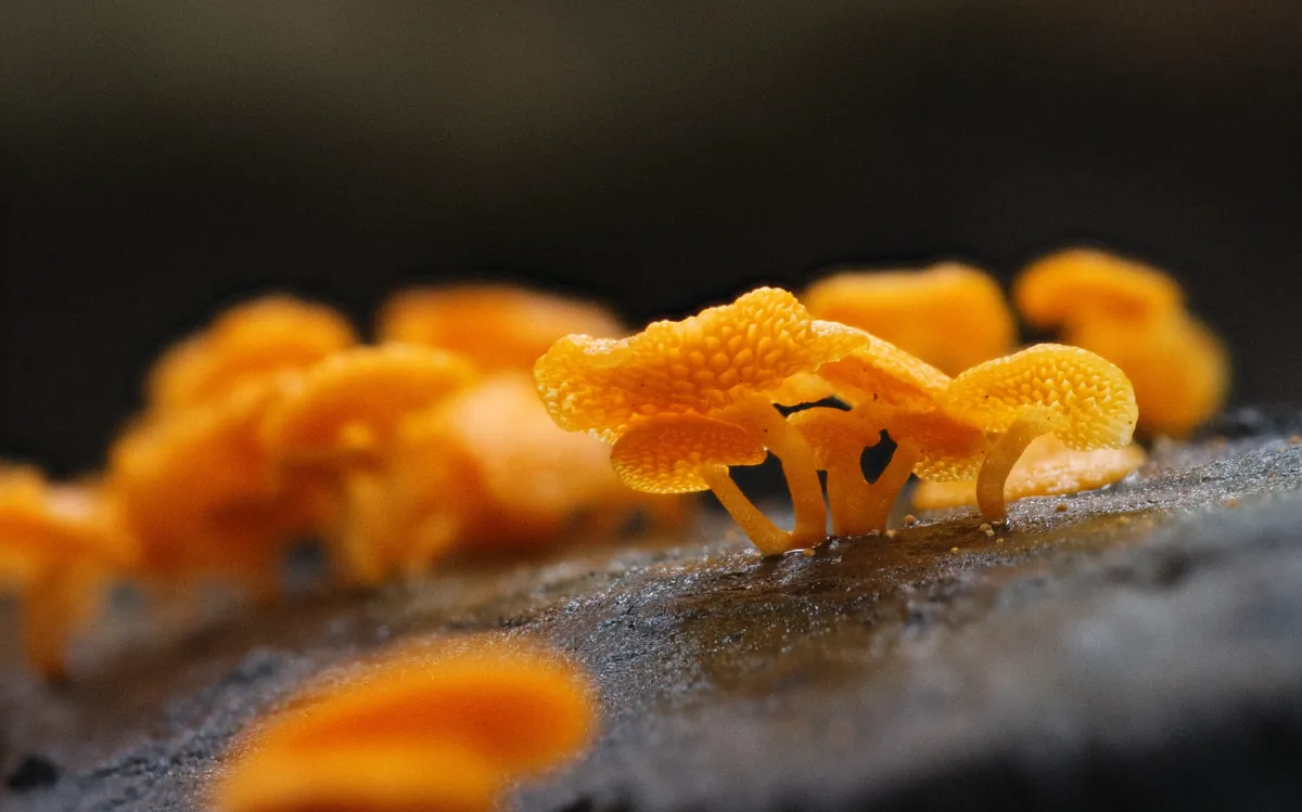 orange-mushrooms-stacked-web