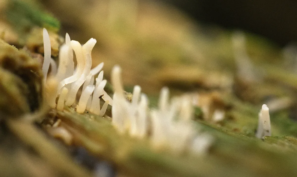 tendril-fungus-brightened