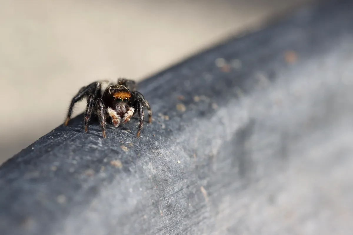 White banded house jumper 1
